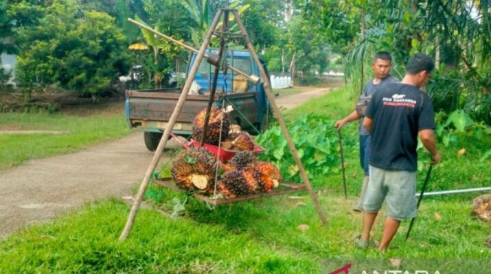 Lima Kecamatan di Rejang Lebong Jadi Pusat Pengembangan Sawit Rakyat