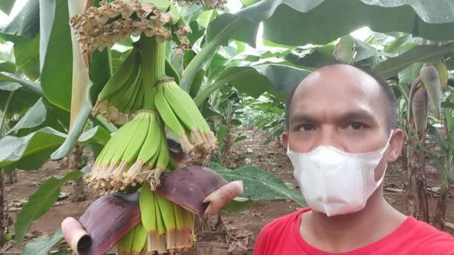 Jurnalis Bangkit dari Dampak Pandemi, Lahan Terbengkalai Disulap Jadi Kebun Pisang Produktif