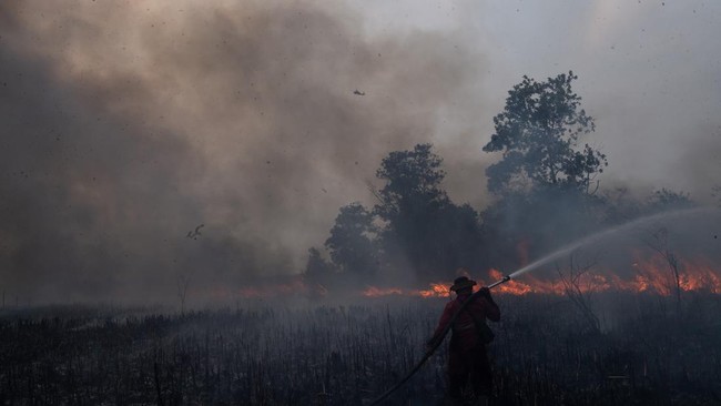 Helikopter Jepang Belum Dikerahkan Padamkan Karhutla akibat Jarak Pandang Terbatas Jakarta, 14 September 2026 – Helikopter bantuan dari Jepang belum dapat dioperasikan untuk membantu pemadaman kebakaran hutan dan lahan di Indonesia karena jarak pandang di sejumlah wilayah terdampak masih sangat terbatas. Kabut asap tebal yang menyelimuti kawasan operasi membuat penerbangan pemadaman dari udara memiliki risiko tinggi sehingga pengerahan helikopter harus menunggu kondisi yang lebih memungkinkan. Faktor keselamatan awak menjadi pertimbangan utama sebelum operasi udara dilakukan, terlebih misi pemadaman membutuhkan penerbangan pada ketinggian relatif rendah dan pergerakan berulang menuju sumber air serta titik kebakaran. Pemerintah bersama tim terkait terus melakukan pemantauan terhadap kondisi cuaca, arah angin, dan tingkat kepekatan asap untuk menentukan waktu yang aman bagi pengoperasian armada tersebut. Helikopter Jepang telah disiapkan sebagai tambahan kekuatan untuk mempercepat pengendalian kebakaran di tengah meluasnya titik api. Selama penerbangan belum memungkinkan, operasi pemadaman tetap dilakukan menggunakan kekuatan darat dan armada udara lain yang dapat beroperasi sesuai kondisi setempat. Jarak pandang menjadi faktor penting dalam penerbangan helikopter karena pilot membutuhkan visibilitas yang memadai untuk mengenali medan, menentukan posisi, dan menghindari berbagai potensi bahaya. Dalam operasi pemadaman karhutla, tantangannya semakin besar karena helikopter harus mendekati wilayah yang dipenuhi asap dan memiliki temperatur tinggi di sekitar titik kebakaran. Perubahan arah angin dapat membuat kepulan asap bergerak dengan cepat dan menutup jalur penerbangan yang sebelumnya masih terlihat. Kondisi tersebut dapat mengurangi kemampuan pilot melihat pepohonan, perbukitan, kabel, maupun objek lain yang berada di sekitar jalur operasi. Penerbangan menuju sumber air juga membutuhkan ketelitian tinggi ketika helikopter mengambil air sebelum melakukan pengeboman air atau water bombing. Karena itu, operasi tidak dapat dipaksakan hanya untuk mengejar percepatan pemadaman apabila kondisi keselamatan belum memenuhi persyaratan. Helikopter yang didatangkan dari Jepang diharapkan dapat memperkuat kapasitas operasi udara karena kebakaran terjadi pada area yang luas dan sebagian sulit dijangkau tim darat. Water bombing menjadi salah satu metode yang digunakan untuk menekan api pada kawasan yang tidak dapat dimasuki kendaraan maupun personel secara cepat. Dalam satu rangkaian operasi, helikopter dapat mengambil air dari sumber terdekat kemudian menjatuhkannya pada lokasi yang telah ditentukan berdasarkan koordinasi dengan petugas di lapangan. Proses tersebut dilakukan berulang kali agar temperatur kawasan terbakar dapat diturunkan dan pergerakan api dapat dibatasi. Namun, efektivitasnya sangat bergantung pada kemampuan armada mendekati titik sasaran dengan aman. Apabila asap terlalu pekat, akurasi penjatuhan air juga dapat berkurang sehingga operasi tidak memberikan hasil optimal. Sementara helikopter Jepang menunggu kondisi penerbangan yang lebih baik, tim gabungan di darat terus berupaya mengendalikan titik-titik kebakaran. Personel melakukan pemadaman langsung, membuat sekat untuk membatasi penyebaran api, serta membasahi kawasan yang berpotensi kembali terbakar. Penanganan di lahan gambut menjadi salah satu pekerjaan paling sulit karena api dapat bergerak di bawah permukaan meskipun bagian atas terlihat telah padam. Petugas perlu memastikan air mencapai lapisan yang terbakar agar bara tidak kembali memicu kebakaran setelah kondisi permukaan mengering. Proses tersebut membutuhkan pasokan air dalam jumlah besar dan dapat berlangsung lebih lama dibandingkan pemadaman pada vegetasi biasa. Kondisi medan yang sulit juga membuat sebagian lokasi hanya dapat dicapai dengan berjalan kaki atau menggunakan peralatan khusus. Kabut asap yang menghambat penerbangan merupakan dampak langsung dari besarnya volume material yang terbakar dan kondisi atmosfer di sekitar kawasan. Ketika angin lemah, asap dapat bertahan di lapisan udara dekat permukaan dan menyebabkan jarak pandang menurun secara signifikan. Sebaliknya, angin yang lebih kuat dapat membantu mengurangi konsentrasi asap pada satu wilayah, tetapi sekaligus berpotensi mempercepat penyebaran api ke kawasan lain. Tim penanganan karena itu harus terus memperbarui strategi berdasarkan perubahan cuaca yang dapat terjadi sepanjang hari. Kondisi pada pagi hari belum tentu sama dengan siang maupun sore sehingga keputusan penerbangan harus dibuat berdasarkan informasi terbaru. Pemantauan meteorologi menjadi bagian penting untuk menentukan jendela waktu yang memungkinkan operasi udara dilakukan secara aman. Terbatasnya jarak pandang juga berdampak terhadap aktivitas masyarakat dan transportasi di wilayah yang diselimuti kabut asap. Pengendara harus meningkatkan kewaspadaan karena objek di jalan dapat terlihat lebih lambat dibandingkan dalam kondisi normal. Aktivitas penerbangan sipil juga dapat mengalami penyesuaian apabila visibilitas di sekitar bandar udara turun di bawah batas operasional. Pada sisi kesehatan, tingginya konsentrasi partikel dalam udara meningkatkan risiko gangguan pernapasan bagi masyarakat yang terpapar dalam waktu lama. Anak-anak, lanjut usia, ibu hamil, dan masyarakat dengan penyakit pernapasan menjadi kelompok yang membutuhkan perlindungan lebih besar. Kondisi tersebut membuat percepatan pengendalian kebakaran memiliki arti penting bukan hanya untuk melindungi kawasan hutan, tetapi juga untuk mengurangi dampak kesehatan dan sosial. Pengerahan bantuan internasional seperti helikopter dari Jepang menunjukkan skala operasi yang dibutuhkan untuk menghadapi karhutla dalam kondisi berat. Armada tambahan memungkinkan pembagian wilayah operasi dilakukan secara lebih luas setelah seluruh pesawat dapat diterbangkan. Namun, setiap helikopter tetap harus menyesuaikan dengan sistem koordinasi nasional agar tidak terjadi tumpang tindih jalur penerbangan maupun sasaran pemadaman. Informasi dari satelit, patroli udara, dan tim darat dapat digunakan untuk menentukan titik prioritas yang harus mendapatkan penanganan terlebih dahulu. Kawasan dekat permukiman, fasilitas publik, infrastruktur strategis, dan wilayah dengan potensi penyebaran api tinggi dapat ditempatkan dalam prioritas utama. Koordinasi tersebut menjadi semakin penting ketika banyak armada dari berbagai unsur beroperasi secara bersamaan. Pemerintah juga terus melakukan langkah pencegahan agar titik kebakaran baru tidak bertambah selama operasi pemadaman berlangsung. Patroli ditingkatkan pada wilayah rawan dan masyarakat diminta tidak melakukan aktivitas pembakaran ketika kondisi lahan berada pada tingkat mudah terbakar. Pengawasan terhadap kawasan konsesi menjadi bagian penting karena perusahaan memiliki tanggung jawab mencegah serta menangani kebakaran di wilayah yang berada dalam pengelolaannya. Apabila ditemukan indikasi pelanggaran, proses pemeriksaan dapat dilakukan untuk mengetahui penyebab dan pihak yang bertanggung jawab. Pencegahan menjadi penting karena penambahan titik api baru dapat membuat sumber daya pemadaman semakin terbagi. Dalam kondisi cuaca kering, satu kebakaran yang tidak segera dikendalikan dapat berkembang dengan cepat dan menghasilkan asap dalam jumlah besar. Pengoperasian helikopter Jepang akan dilakukan setelah kondisi dinilai memenuhi persyaratan keselamatan penerbangan. Penilaian tidak hanya mempertimbangkan jarak pandang secara umum, tetapi juga kondisi pada jalur menuju lokasi kebakaran, sumber pengambilan air, arah angin, dan karakter medan. Ketika visibilitas membaik, armada tersebut dapat segera diarahkan ke sektor yang membutuhkan dukungan tambahan. Kehadirannya diharapkan meningkatkan frekuensi water bombing dan membantu petugas darat mengendalikan kebakaran pada lokasi sulit dijangkau. Namun, pemadaman dari udara tetap harus dikombinasikan dengan penanganan darat agar bara yang berada di bawah vegetasi atau lapisan gambut benar-benar dapat dipadamkan. Kerja gabungan menjadi kunci untuk mencegah api kembali muncul setelah operasi udara selesai. Belum dioperasikannya helikopter Jepang akibat minimnya jarak pandang memperlihatkan besarnya tantangan dalam penanganan karhutla ketika kabut asap telah berkembang cukup tebal. Pemerintah harus menyeimbangkan kebutuhan mempercepat pemadaman dengan keselamatan awak yang menjalankan operasi di udara. Tim darat untuk sementara tetap menjadi kekuatan utama dalam mengendalikan titik api sambil menunggu terbukanya kondisi yang memungkinkan armada tambahan diterbangkan. Pemantauan cuaca dan visibilitas dilakukan secara berkelanjutan agar setiap kesempatan operasi dapat dimanfaatkan secara maksimal. Jika kondisi udara membaik, helikopter Jepang dapat segera bergabung dalam water bombing bersama unsur penerbangan lainnya. Upaya tersebut diharapkan dapat mempercepat pengendalian kebakaran, mengurangi produksi asap, dan memulihkan kualitas udara sehingga dampak terhadap kesehatan, transportasi, serta aktivitas masyarakat dapat ditekan.